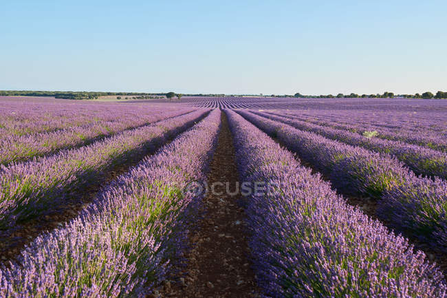 Rangées de champs de lavande violette à la campagne — Photo de stock