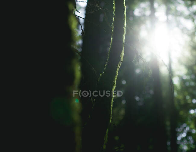Alti alberi verdi nella foresta in estate — Foto stock