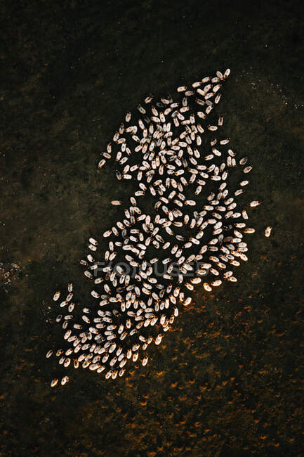 Un mucchio di piccoli molluschi sdraiati su una superficie rocciosa in Navarra, Spagna — Foto stock