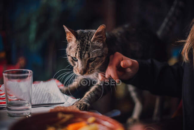 Вид сбоку на даму у серого кота за столом с тарелкой и стеклом в Фашауэне, Морено — стоковое фото