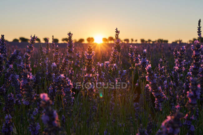Grandi fiori viola lavanda campo in retroilluminazione — Foto stock