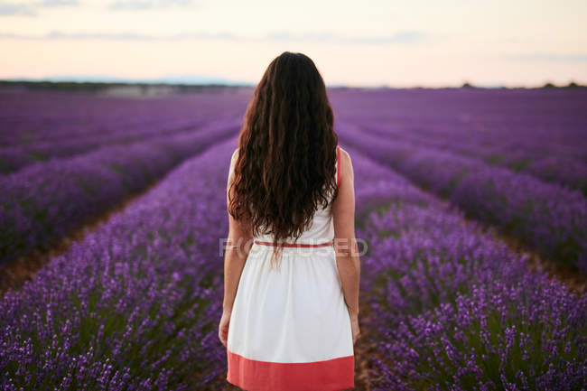 Young woman standing between violet lavender field, rear view — Stock Photo