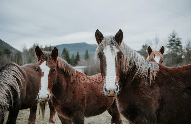 Belos cavalos pastando no campo entre árvores perto de colinas e céu nublado em Pirinéus — Fotografia de Stock