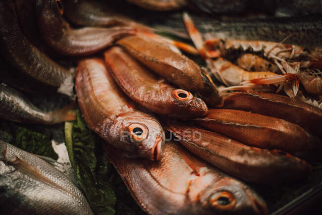 Різні свіжі риби на ринковій стійці — стокове фото