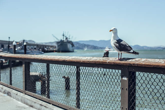 Pássaro selvagem sentado em aterro perto do oceano e navio em dia ensolarado em San Francisco, EUA — Fotografia de Stock