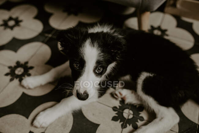 Dolce cucciolo sdraiato sul pavimento ornamentale in camera accogliente a casa — Foto stock