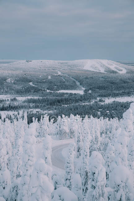 Arbres enneigés dans une magnifique forêt arctique dans une campagne arctique incroyable — Photo de stock