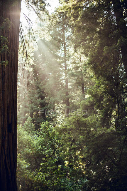 Высокие зеленые деревья в лесу летом — стоковое фото