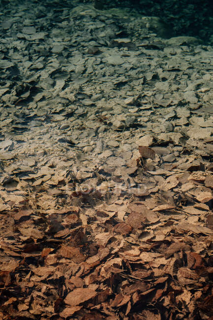 Vue du dessus de feuilles d'automne sèches situées sur une côte pierreuse rugueuse près de l'eau fraîche et transparente de l'étang en Navarre, Espagne — Photo de stock
