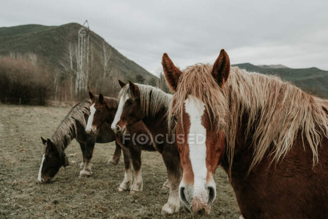 Belos cavalos pastando no campo entre árvores perto de colinas e céu nublado em Pirinéus — Fotografia de Stock