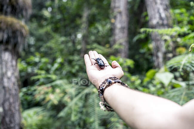 Erntepalme eines Menschen mit großem dunklen Käfer zwischen grünen exotischen Wäldern in Malaysia — Stockfoto
