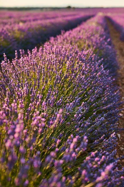 Крупный план фиолетовых цветов на лавандовом поле в сельской местности — стоковое фото