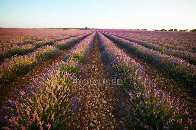 Велике фіолетове лавандове поле в сільській місцевості — стокове фото