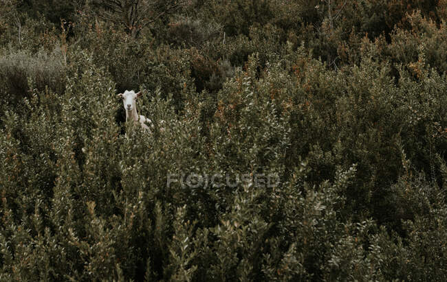 D'en haut pâturage drôle de chèvre entre les plantes fraîches verdoyantes sur le terrain dans les Pyrénées — Photo de stock