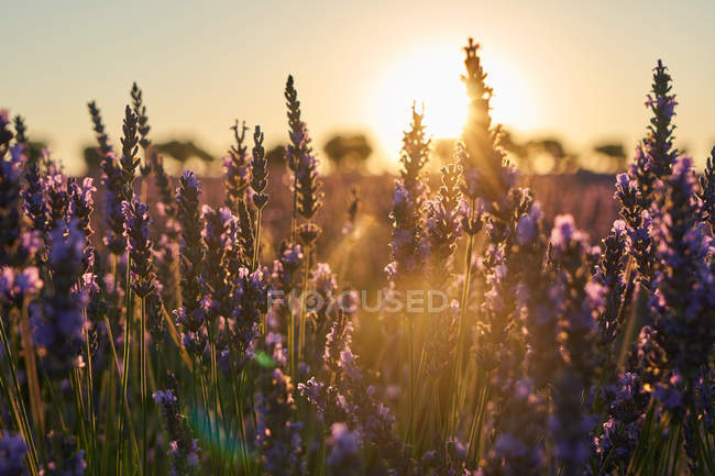 Grandi fiori viola lavanda campo in retroilluminazione — Foto stock