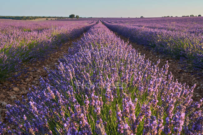 Rangées de champs de lavande violette à la campagne — Photo de stock