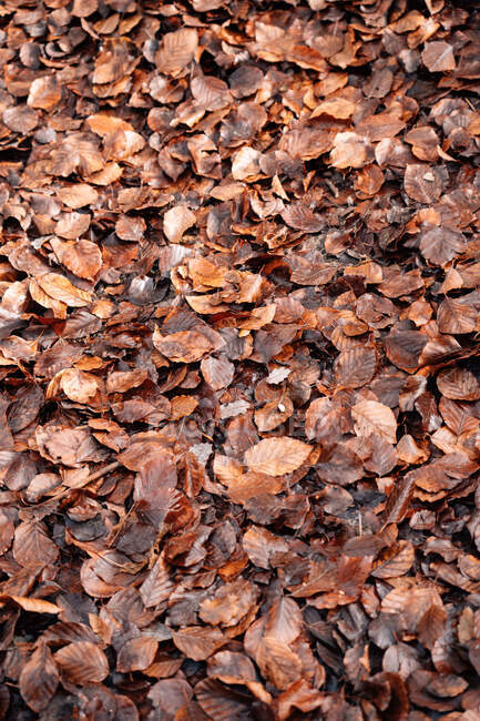 Manojo de hojas secas tumbadas en el suelo el soleado día de otoño en Navarra, España - foto de stock