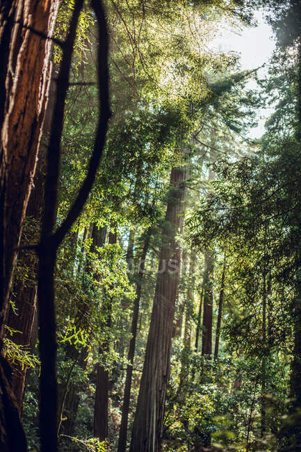 Високі зелені дерева в лісі влітку — стокове фото