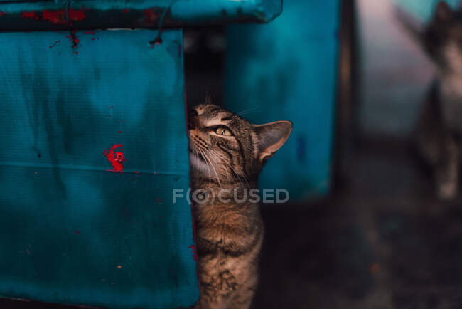 Schmutzige Katze auf blauem Kasten — Stockfoto