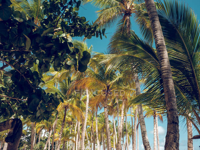 Amazing tropical palms growing against bright blue sky on sunny day on resort — Stock Photo
