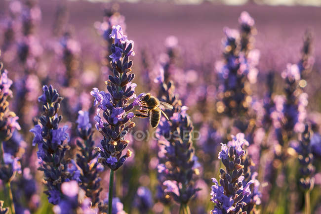 Крупним планом фіолетові квіти в лавандовому полі в сільській місцевості — стокове фото
