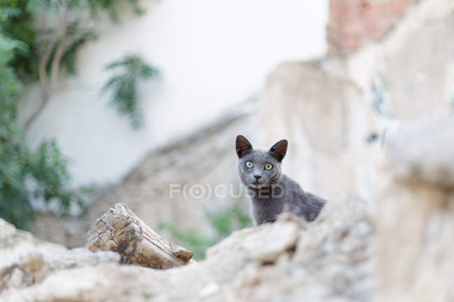 Gato cinza olhando para a câmera enquanto sentado no fundo embaçado rochoso — Fotografia de Stock