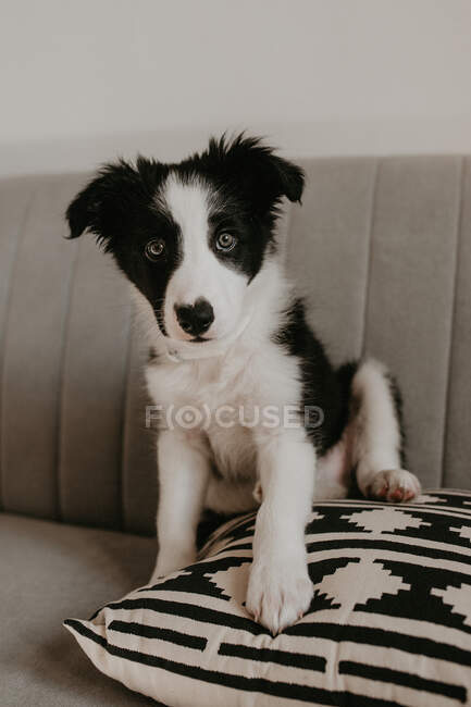 Carino cucciolo seduto sul divano — Foto stock