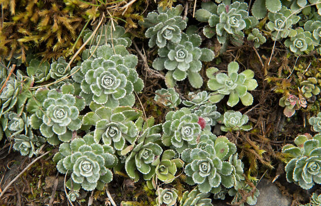 Desde arriba plantas verdes maravillosas que crecen en el suelo en los Pirineos - foto de stock
