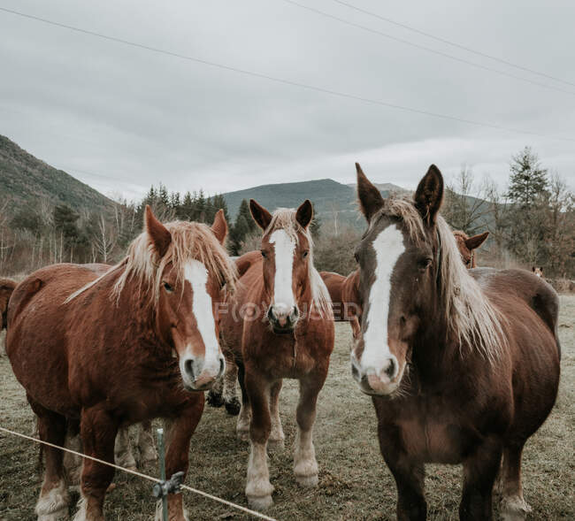 Schöne Pferde weiden auf einem Feld zwischen Bäumen in der Nähe von Hügeln und bewölktem Himmel in den Pyrenäen — Stockfoto