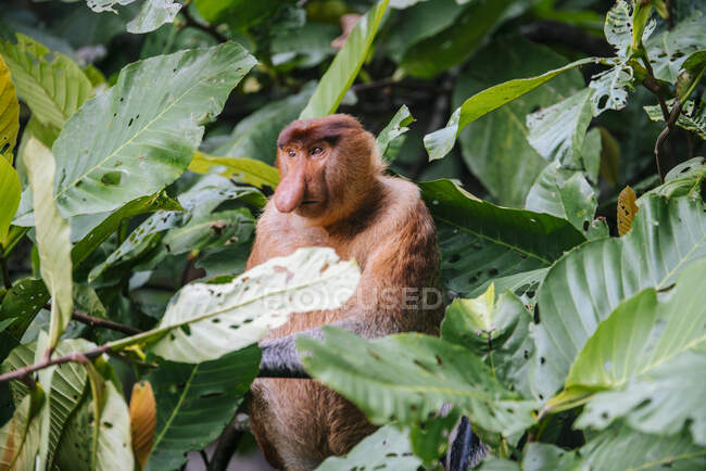 Scimmia proboscide seduta tra foglie verdeggianti di legno nella foresta tropicale in Malesia — Foto stock