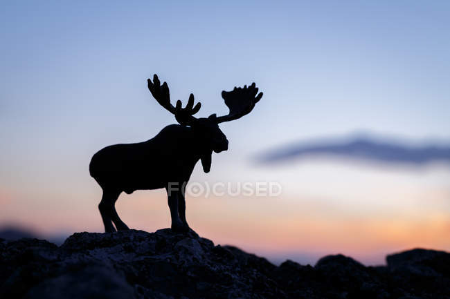Silhouette of moose standing on stony ground on background of sunset dramatic sky — Stock Photo