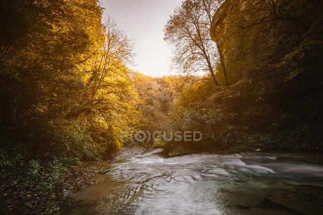 Río en medio del bosque - foto de stock