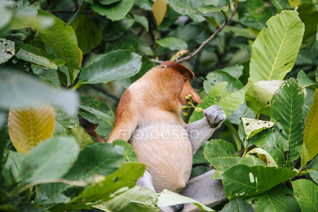 Macaco probóscide sentado entre folhas verdejantes de madeira na floresta tropical na Malásia — Fotografia de Stock