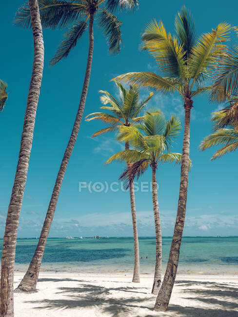 Erstaunliche hohe Palmen wachsen am Sandstrand in der Nähe ruhigen Meeres an sonnigen Tagen auf wunderbare Resort — Stockfoto