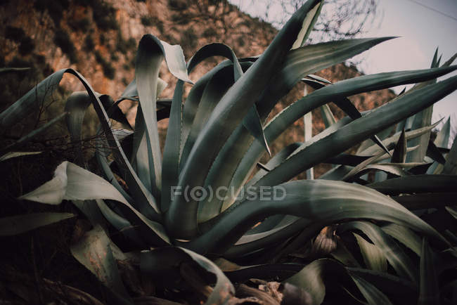 Big verdant cactus growing on hill — Stock Photo