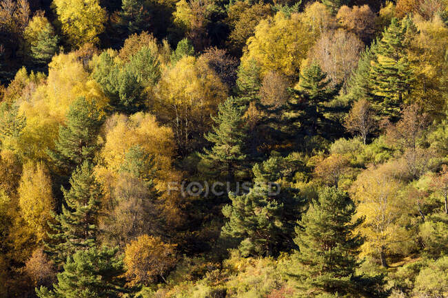 Bosque otoñal con árboles mixtos a la luz del sol - foto de stock
