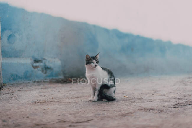Брошенная грязная кошка на дороге — стоковое фото