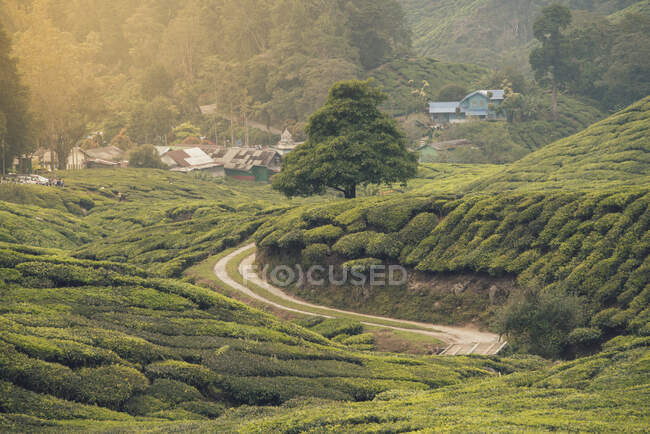 Picturesque view narrow route between verdant plantations on hills and small village in Malaysia — Stock Photo