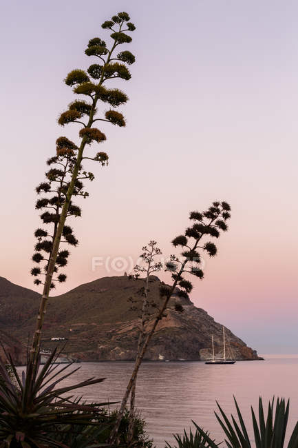 Primer plano de las plantas silvestres que crecen cerca del mar tranquilo contra el cielo de montaña y puesta de sol - foto de stock