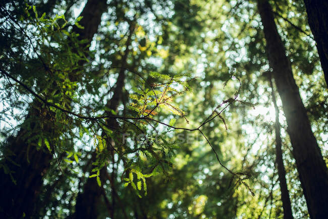 Árvores verdes altas na floresta no verão — Fotografia de Stock