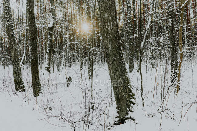 Зимовий ліс на сході сонця — стокове фото
