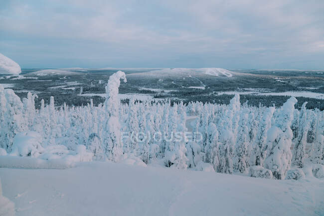 Árboles nevados en un magnífico bosque ártico en el increíble campo ártico - foto de stock