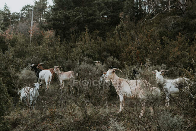 Vista laterale di divertenti capre che pascolano tra verdeggianti piante fresche sul campo vicino agli alberi nei Pirenei — Foto stock