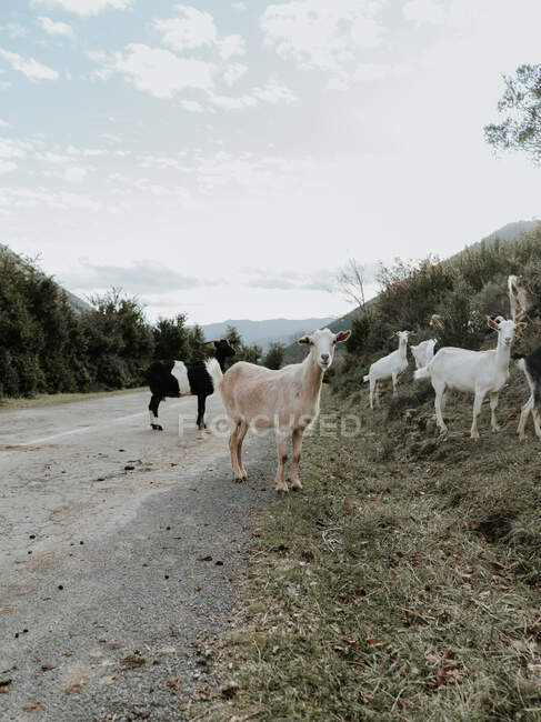 Vista lateral de cabras engraçadas pastando em uma estrada perto de plantas frescas verdejantes no campo em Pirenéus — Fotografia de Stock