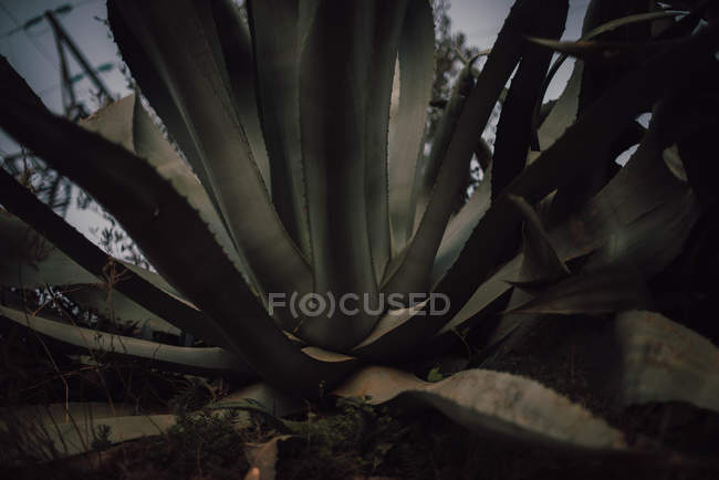 Gran cactus verde creciendo en la colina - foto de stock