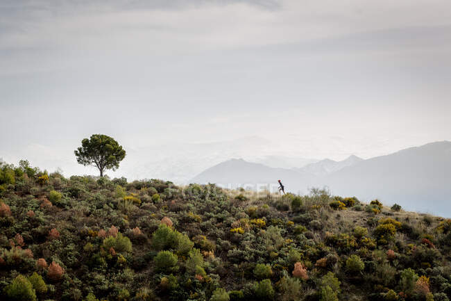 Persona irreconocible escalando una colina verde en dirección a un árbol solitario en una naturaleza increíble - foto de stock