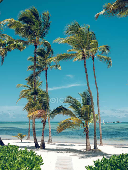 Maravillosas palmeras creciendo cerca del mar - foto de stock