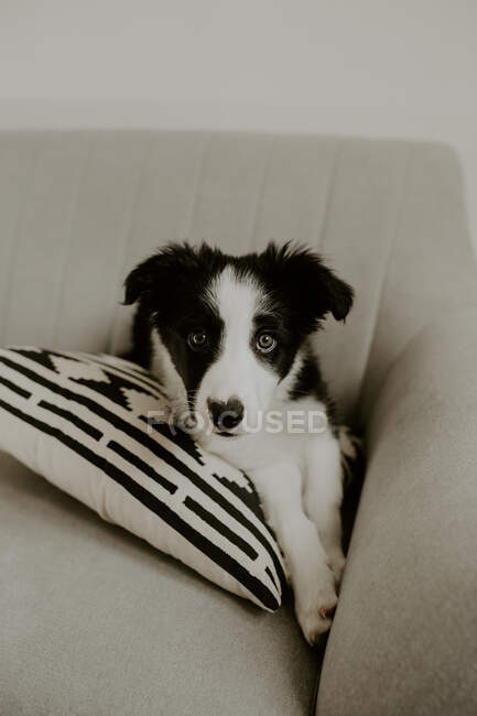 Cute puppy lying on sofa — Stock Photo