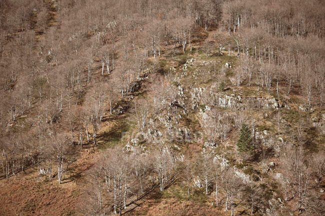 Dall'alto alberi secchi che crescono sulla montagna rocciosa a Canfranc-Station, Huesca, Spagna — Foto stock