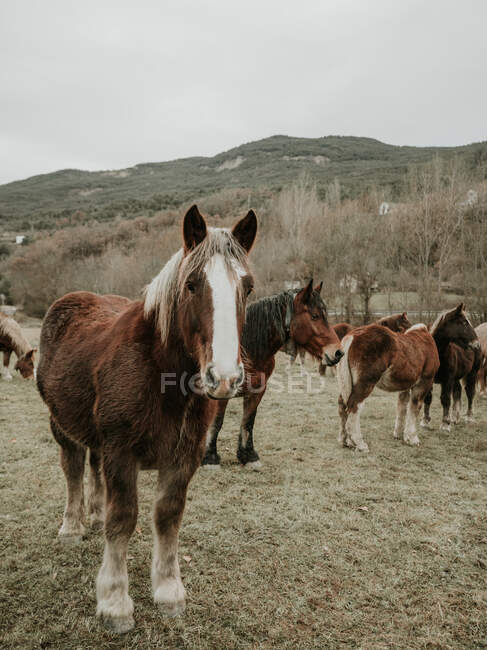 Чудові коні, що пасуться на полі між деревами поблизу пагорбів і хмарним небом у Піренеях. — стокове фото